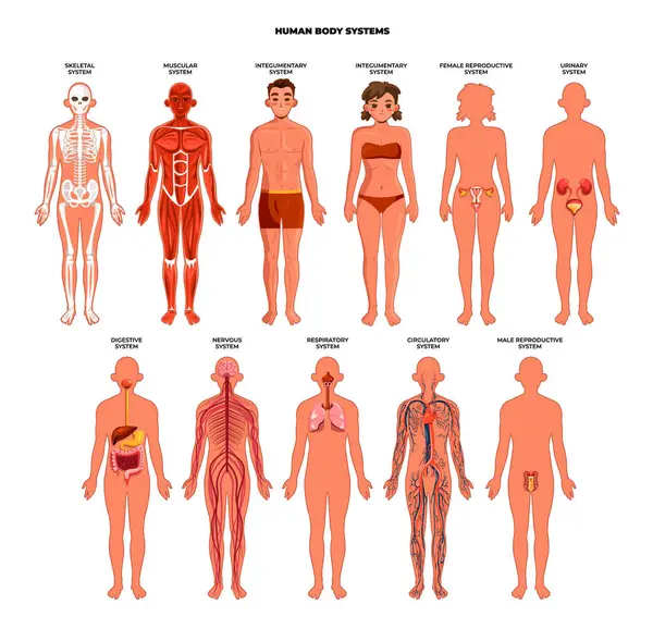Düz İnsan Vücut Sistemi Koleksiyonu