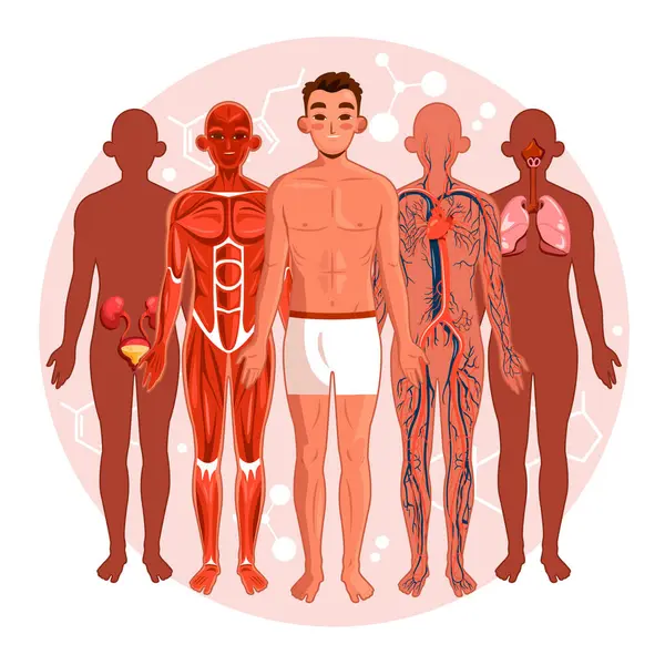 Düz İnsan Vücut Sistemleri Çizimi