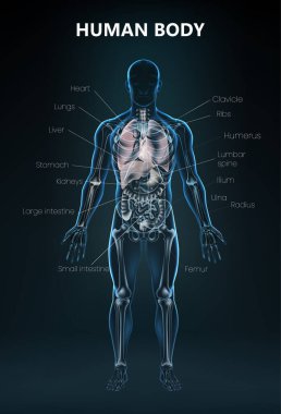 Gerçekçi İnsan Vücut Anatomisi Organı Posteri