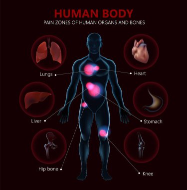Gerçekçi İnsan Vücut Anatomisi Organ İllüstrasyonu