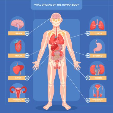 Düz İnsan Vücut Hayati Organları Bilgileri