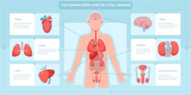 Düz Erkek Vücut Organı BilgisiName