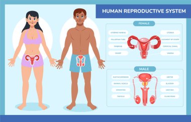 Düz İnsan Vücut Üreme Sistemi BilgisiName
