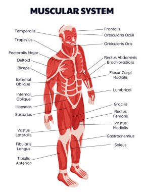 Anatomik İnsan Vücudu Isometric Bileşimi