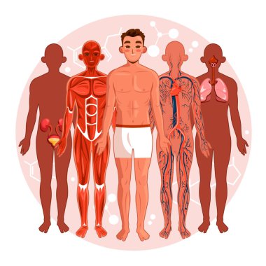 İnsan Vücut Sistemleri Düz Çizim