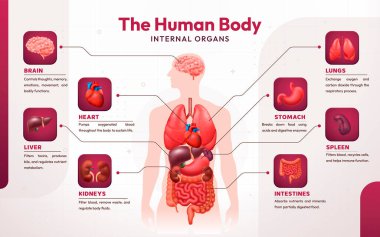 Gerçekçi İnsan Vücut Anatomisi Bilgi ve Diyagramları