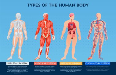 Tıp Eğitimi için Anatomik Gradyan İllüstrasyonları
