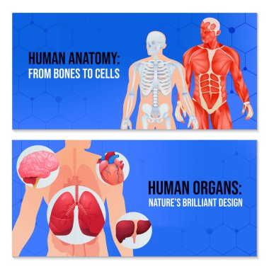 Anatomik İnsan Vücudu ve Organ Gradyan Yatay Sancak Seti
