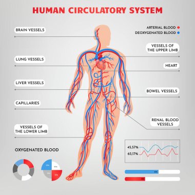 İnsan vücudunun modern Gradyan Anatomi Bilgileri