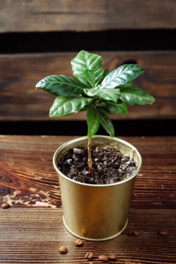 Demir bir tencerede genç yeşil bir kahve ağacı ahşap bir masanın üzerinde duruyor. Demliğin yanında kahve çekirdekleri var..