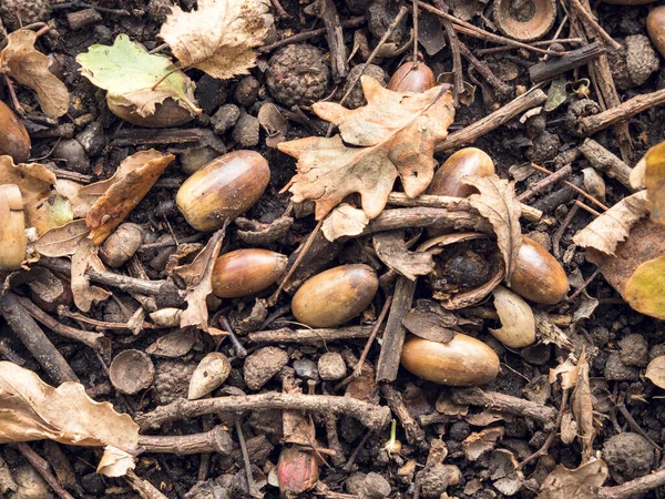 秋には木の床に落ちたアコーン オークの葉 — ストック写真