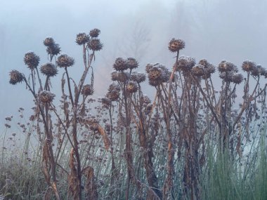 Sisli bir kış sabahı tohum kabuklarıyla buz gibi devedikeni bitkileri