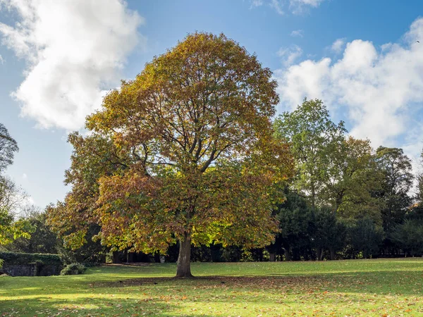 Horse chestnut tree with autumn leaves in a park on a sunny autumn day with blue sky and clouds