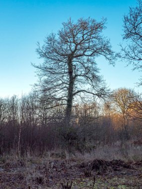 Silhouette of a bare winter tree in a frosty landscape with a blue sky background