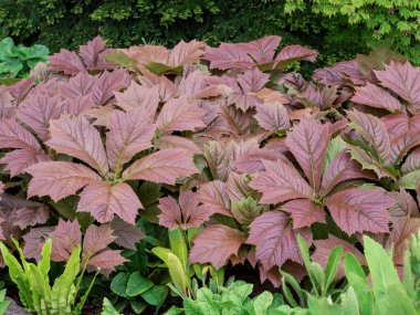 Lovely bronze textured leaves of Rodgersia podophylla growing in a garden clipart