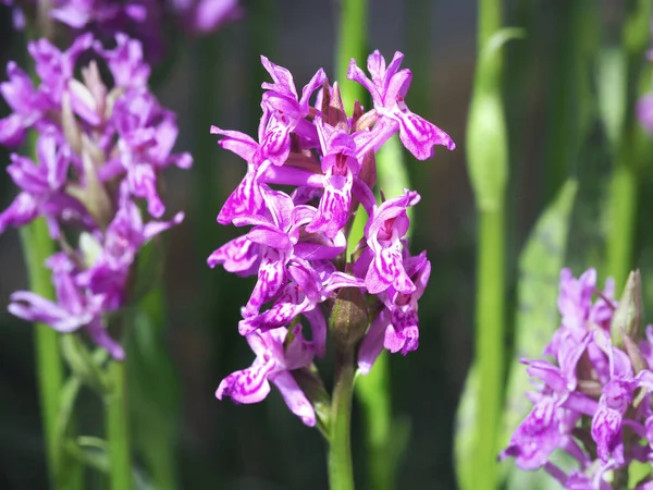 Closeup of a purple common spotted orchid flower growing in a garden