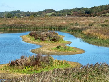 View over an island in a pond in North Cave Wetlands Nature Reserve, East Yorkshire, England