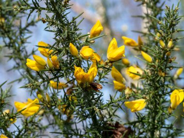 Looking up through the branches of a gorse bush with yellow flowers