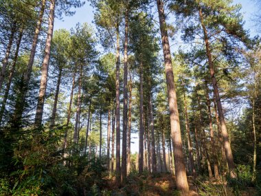 Winter sunlight and shade on pine trees in Wheldrake Woods, North Yorkshire, England