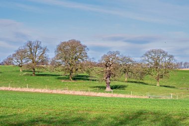 Oak trees with bare winter branches in a sloping green field with a blue sky