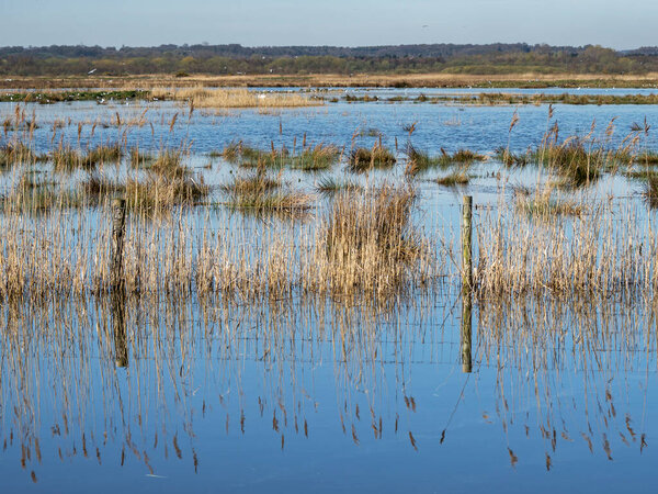 Reeds and a wire fence reflected in wetlands at St Aidans Nature Park, West Yorkshire, England
