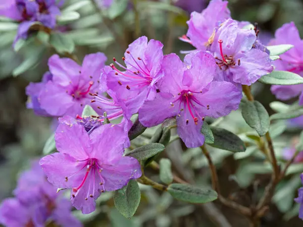 Rhododendron 'un güzel pembe mor çiçeklerine yakın plan Mavi Gümüş