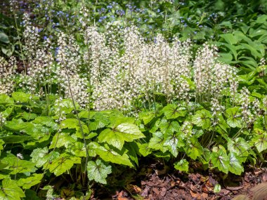 Köpük çiçeği Tiarella cordifolia Brandywine bir bahçede tam çiçek