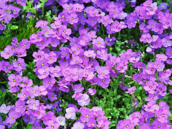 Zbliżenie Ładnych Fioletowych Kwiatów Aubrieta Słońcu Ogrodzie — Zdjęcie stockowe