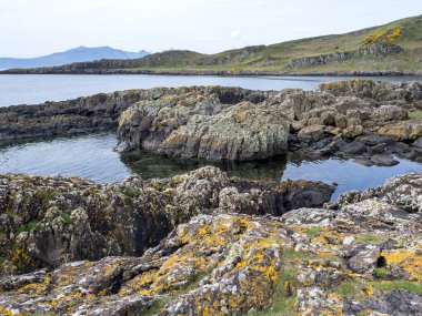 Lichen, İskoçya 'nın Bute Adası' ndaki Glencallum Körfezi 'nde kayalık kıyılarda kabuklu kayalar oluşturdu.