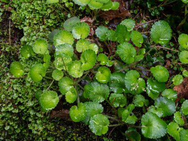 Sürünen bir saksafon bitkisinin ıslak yeşil yaprakları, Saxifraga stolonifera