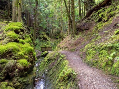 Pucks Glen, Argyll, İskoçya 'daki vadide inşa edilmiş yol ve köprü