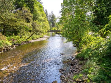 Ağaç, İskoçya, Argyll, Cowal Yarımadası 'ndaki Benmore' da Eachaig Nehri ve köprü hizasına geldi.