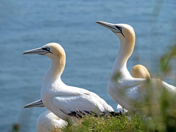 stock image Pair of northern gannets, Morus bassanus, in a breeding colony on a clifftop