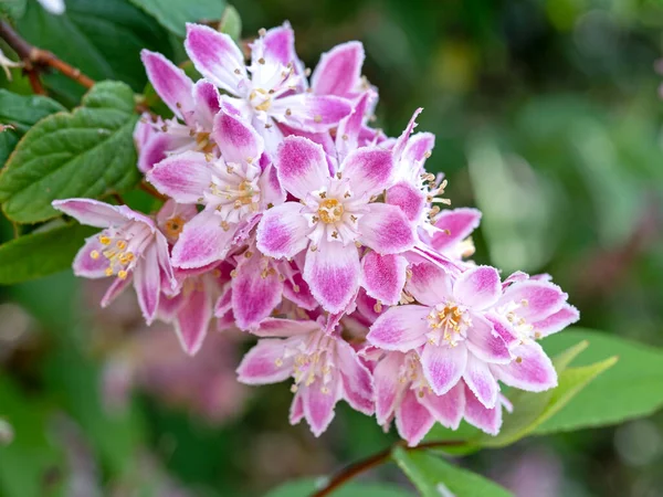 Primer Plano Hermosa Flor Rosa Deutzia Hybrida Strawberry Fields — Foto de Stock