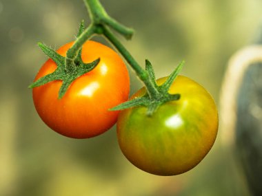 Closeup of ripe and unripe Sungold tomatoes on the plant