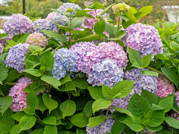 Hermosas Flores Mixtas Grandes Color Rosa Azul Jardín Arbusto Hortensias — Foto de Stock