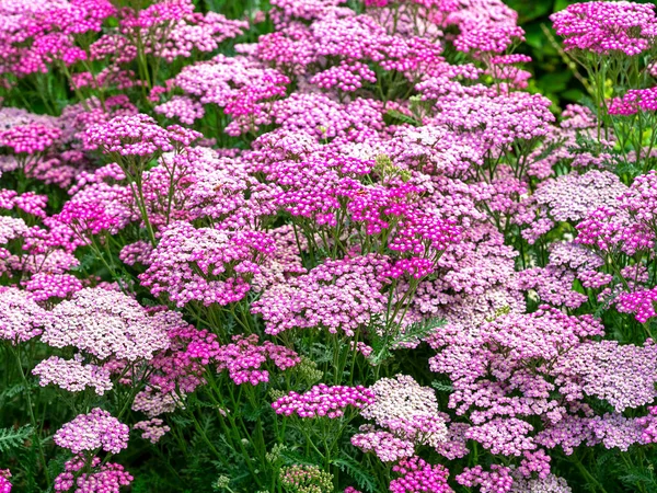 Blandad Rosa Achillea Millefolium Trädgård Rölleka Blommor Olika Sommar Bär — Stockfoto