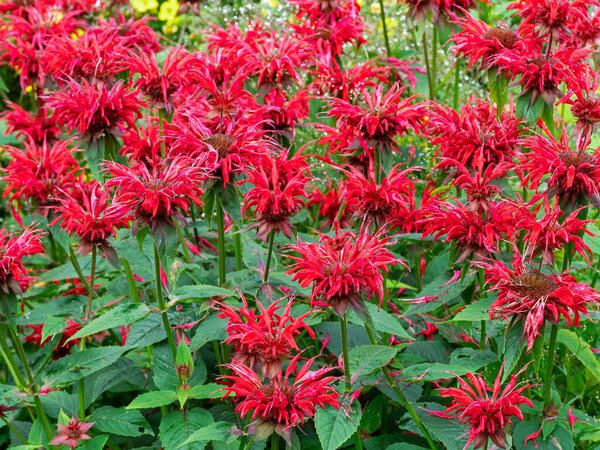 Closeup of beautiful red Monarda bee balm flowers and green leaves in a garden
