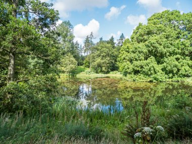 Ağaçlar ve mavi bulutlu bir gökyüzü İngiltere 'nin Kuzey Yorkshire kentindeki Yorkshire botanik bahçesindeki bir gölete yansıyor.