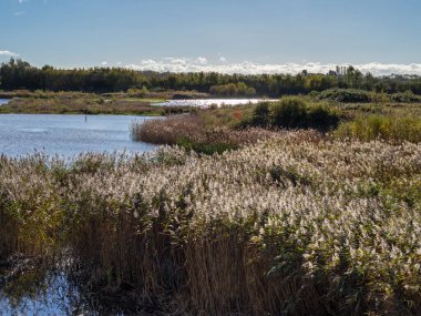 Kuzey Mağara Bataklıkları, Doğu Yorkshire, İngiltere 'deki bir sazlığa ve sulak araziye bakın.