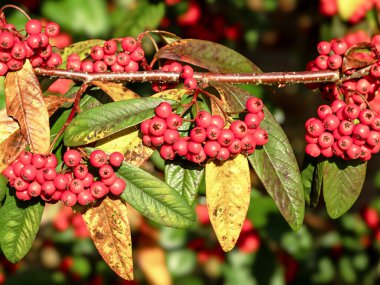 Söğüt yaprağının üzerinde kırmızı böğürtlen ve renkli kış yaprakları Söğüt ağacı, Cotoneaster salicifolius