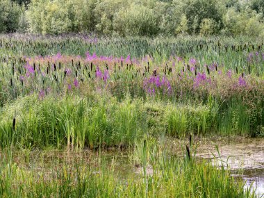 Fairburn Ings, Batı Yorkshire, İngiltere 'de Mor Gevşetici Lythrum Salicaria, sazlıklar ve soğanlar