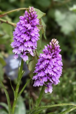 İki güzel benekli orkide çiçeğinin, Dactylorhiza fuchsii 'nin, bir bahçede yakın çekimi.