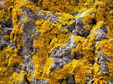 Kıyıdaki kayalıklarda büyüyen kalın, parlak, sarı bir liken.