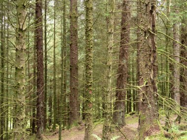 Dense tree trunks in mixed woodland in the Argyll Forest Park, Scotland clipart