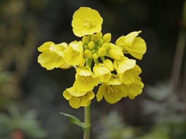 Tokyo bekana 'nın sarı çiçekleri. Çin lahana bitkisi tohuma gitti.