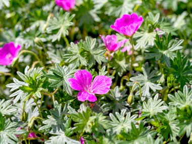 Güzel pembe çiçekler ve yeşil sardunya yaprakları John Elsley bir bahçede