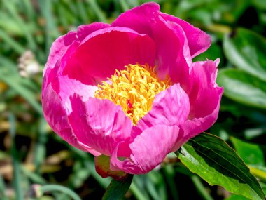 Pembe yaprakları ve sarı bir bahçesi olan şakayık bir Doreen çiçeğine yakın çekim.