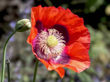 Bahçedeki parlak kırmızı Papaver gelincik çiçeği ve tomurcuğunun yakın çekimi.
