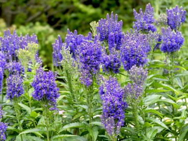 Hız limitinin güzel mavi çiçekleri Veronica Longifolia bir bahçede çiçek açıyor